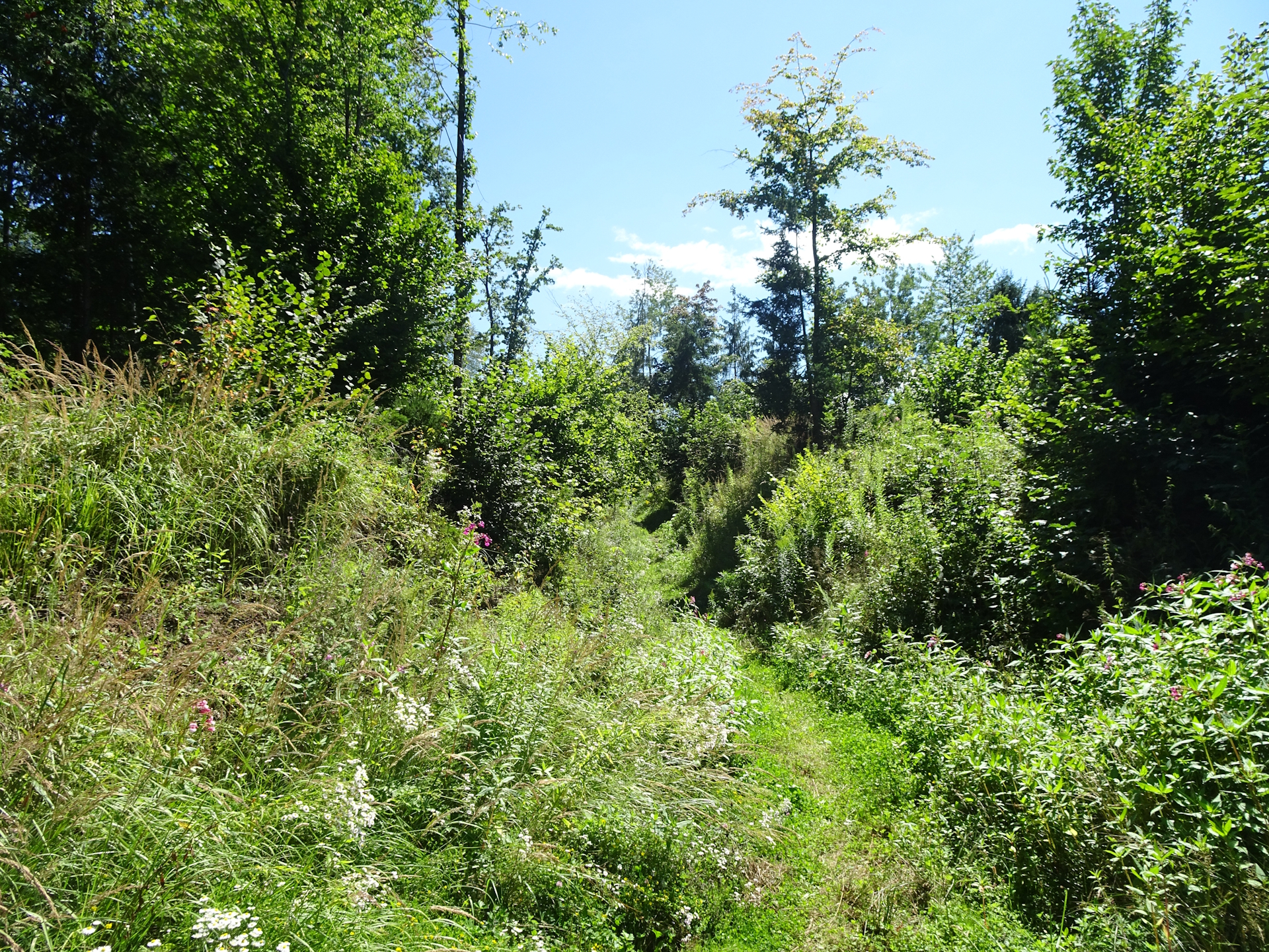 On the trail towards <i>Pampichler Warte</i>