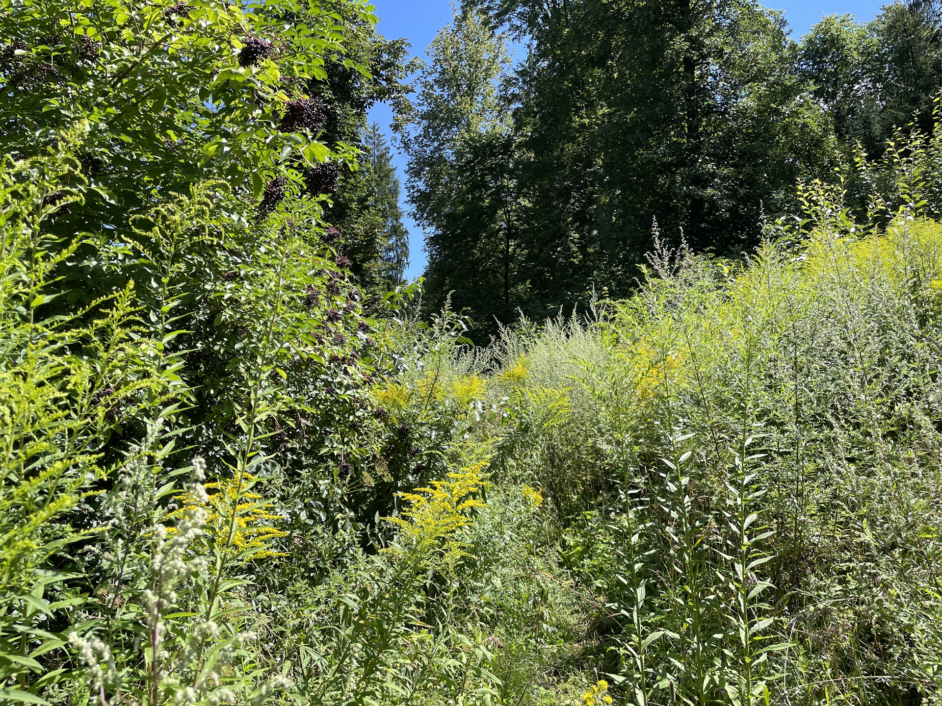 Trail to <i>Schmollhube</i> just before the <i>Pampichler Warte</i>