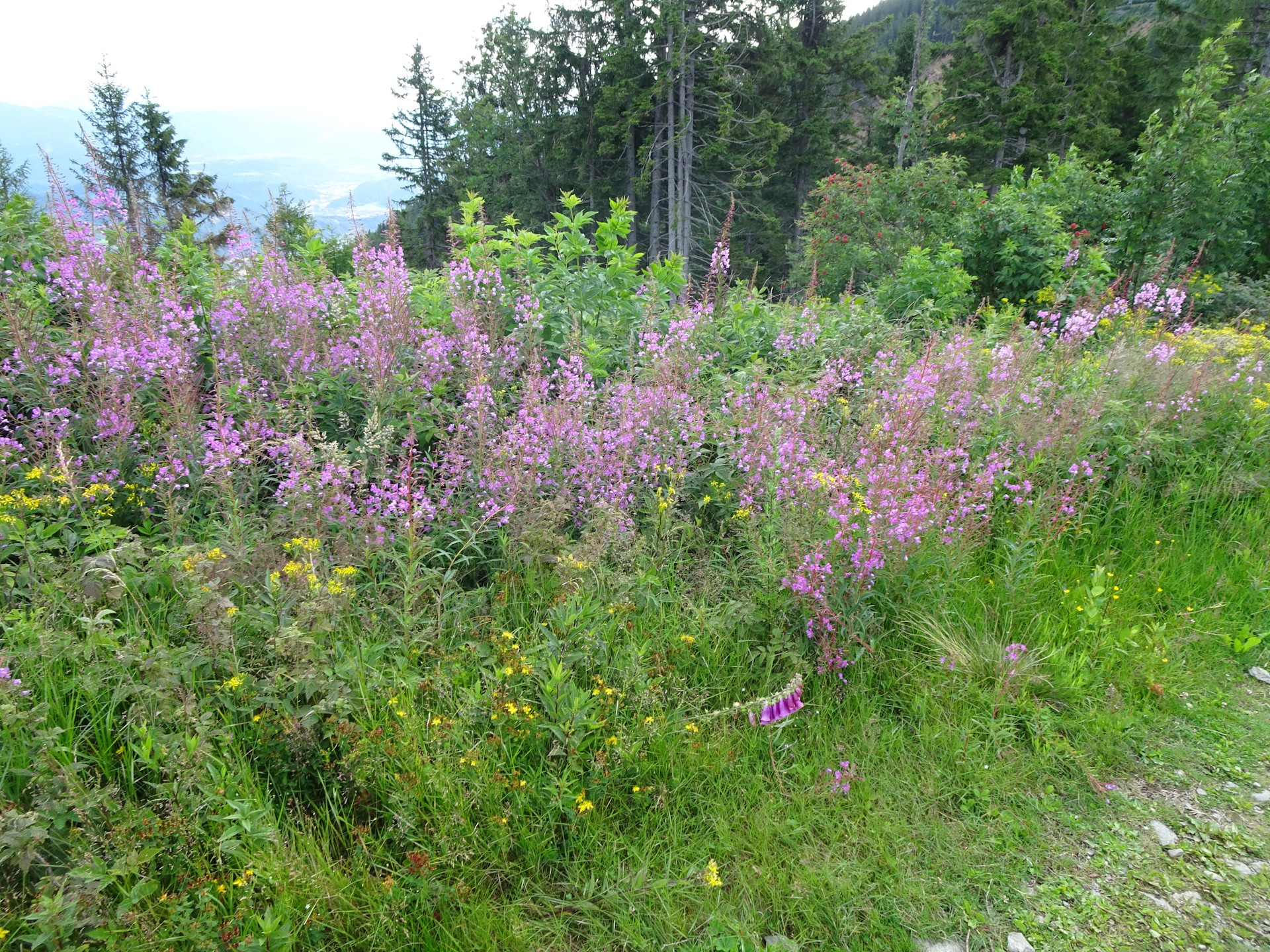 On the trail towards <i>Trasattel</i>