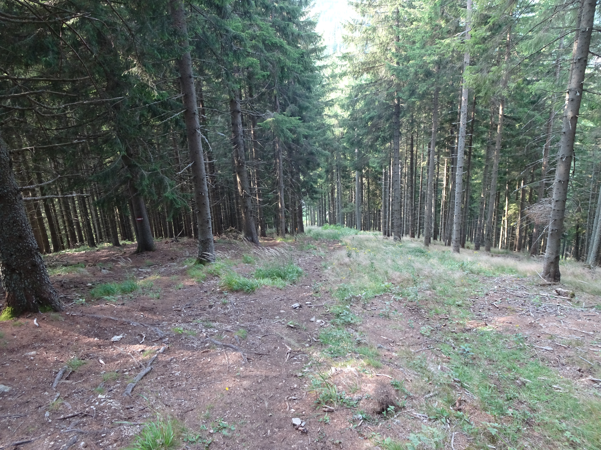 Steep trail down to <i>Trasattel</i>