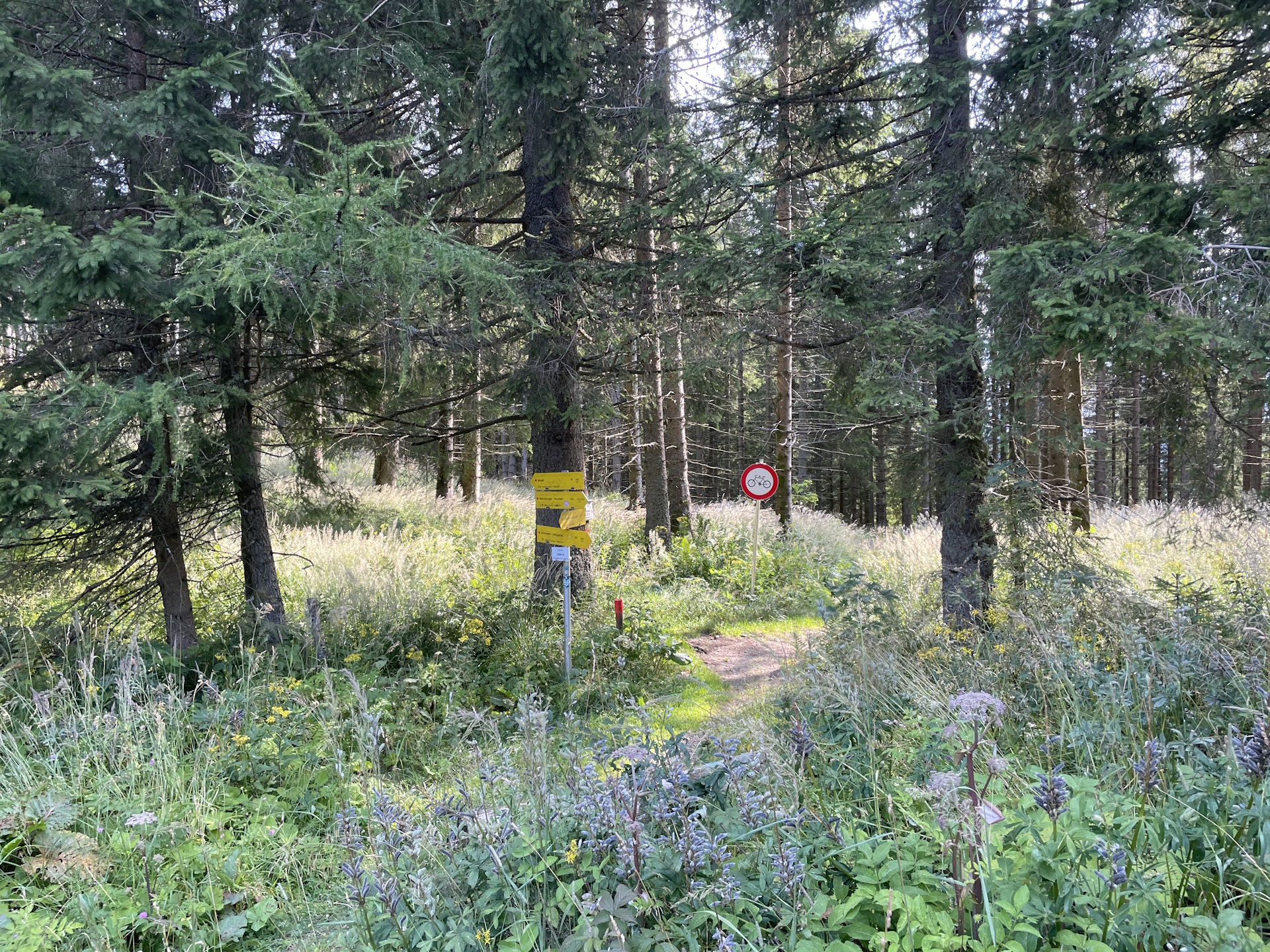 At the <i>Trasattel</i> (follow the signposts towards <i>Hochalm</i>