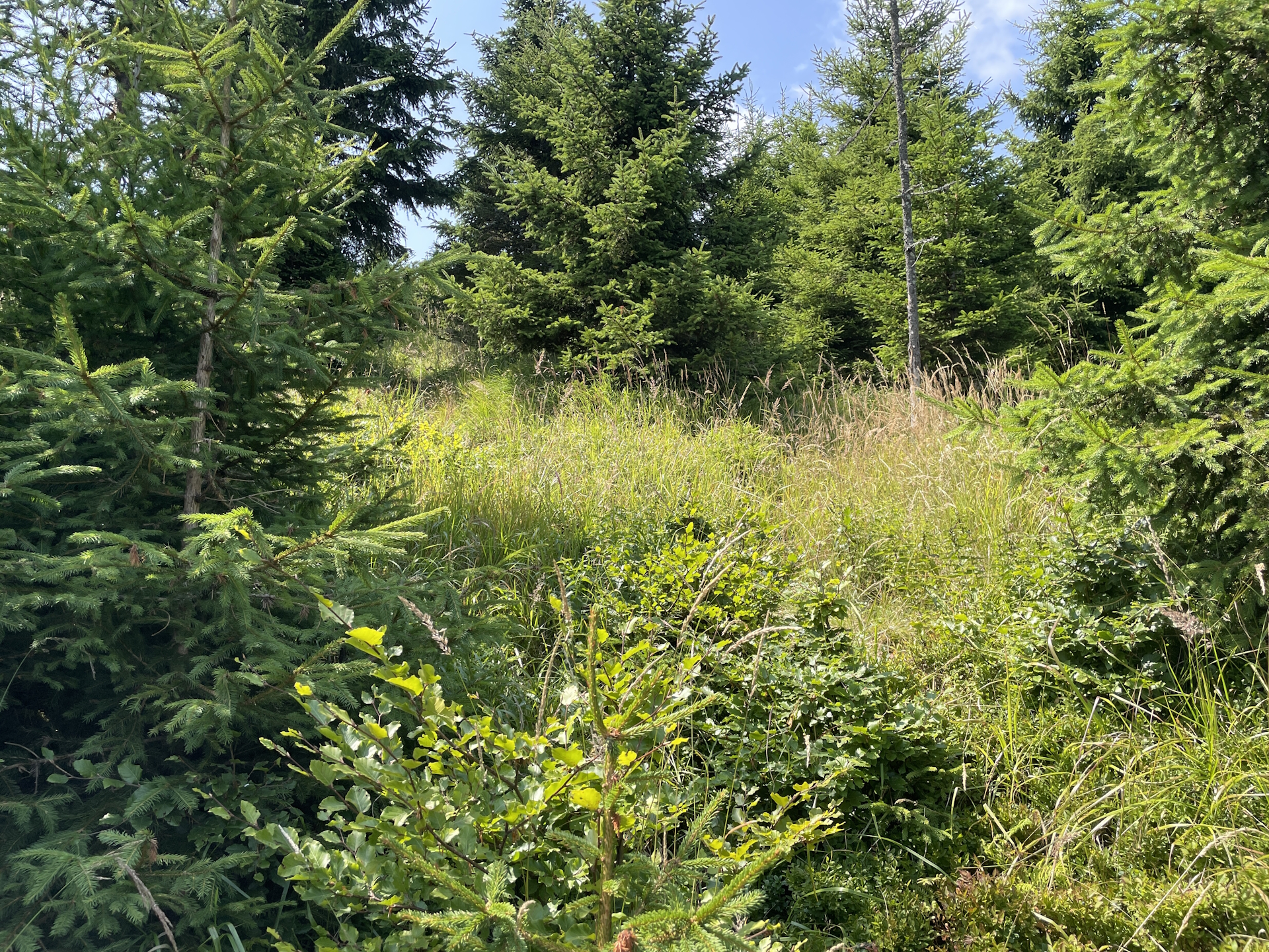 The overgrown trail towards <i>Fensteralm</i>
