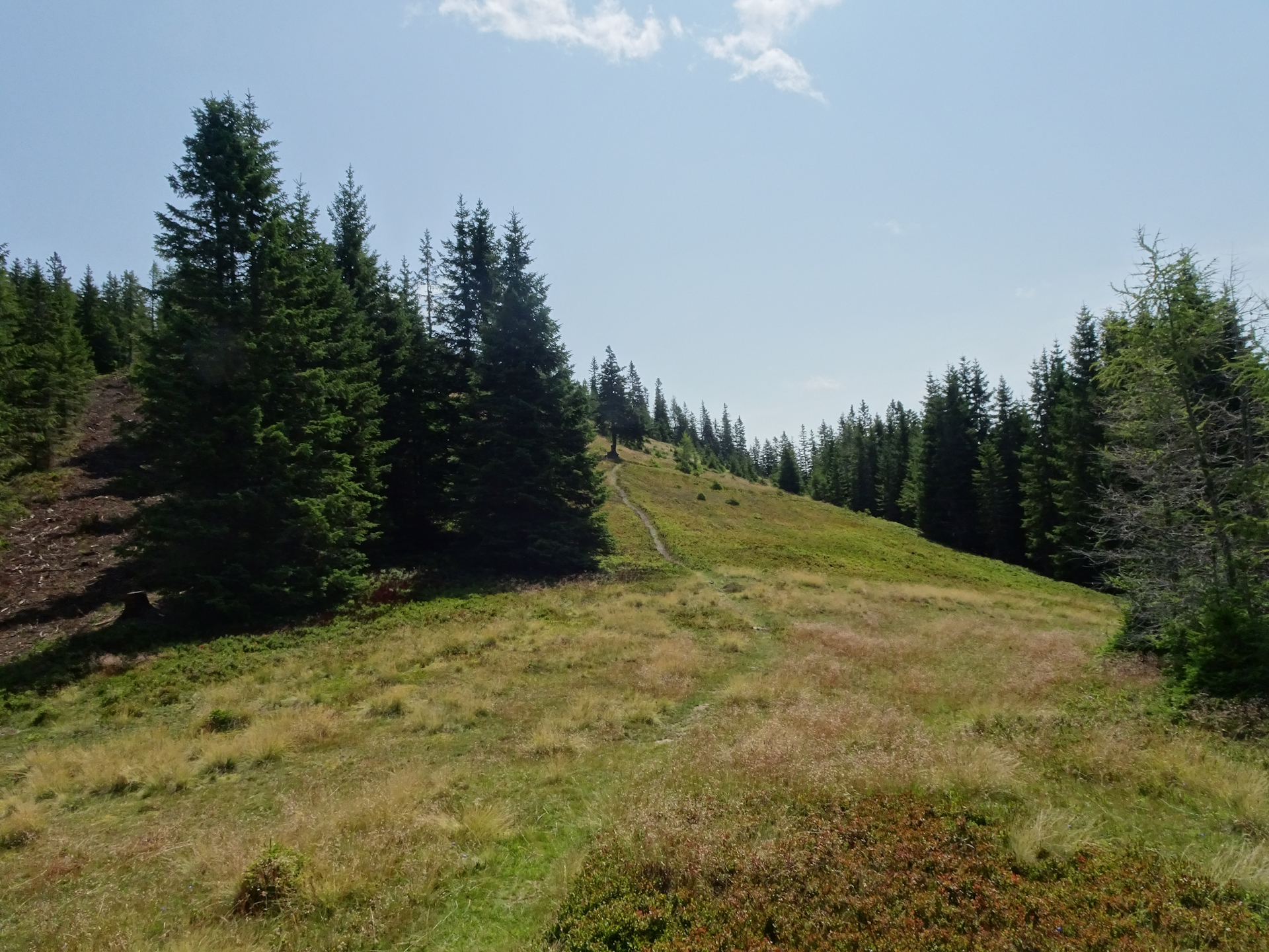 The trail towards <i>Plotscherbauer</i>