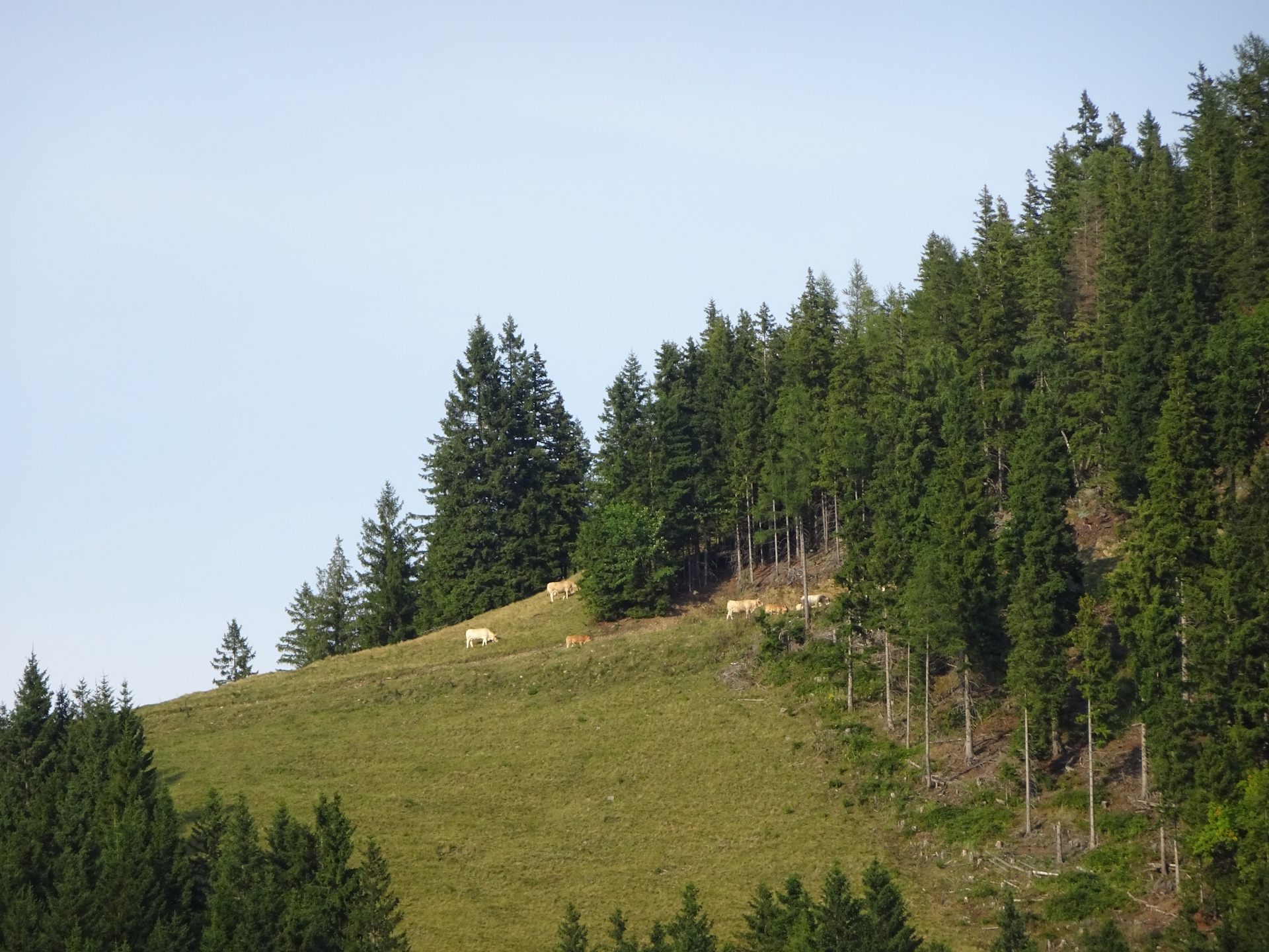 View from <i>Plotscherbauer</i>