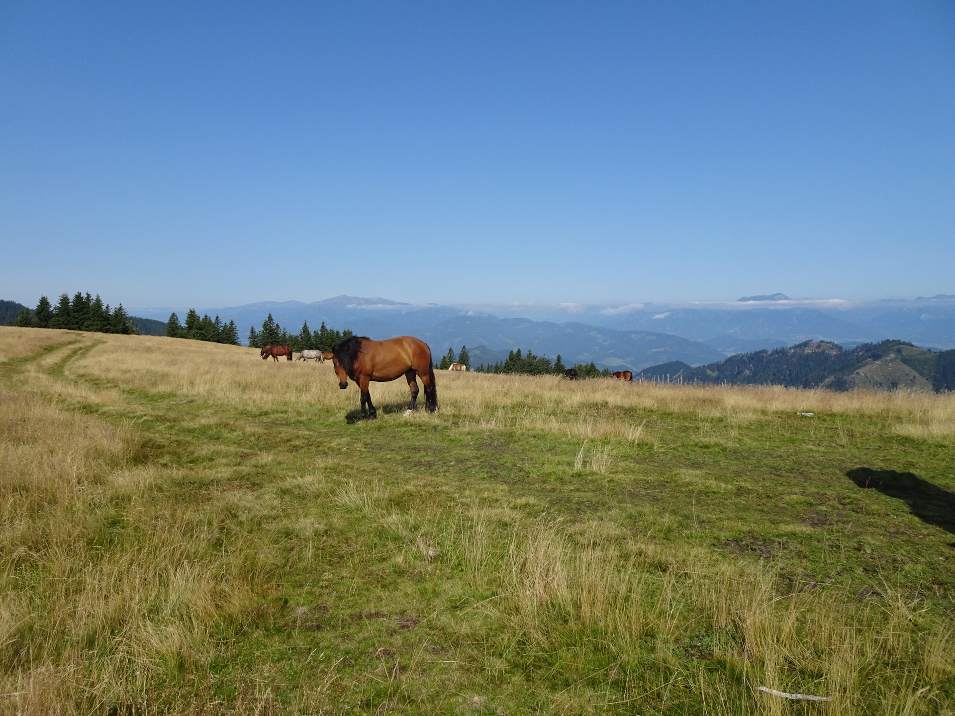 Horses on the trail