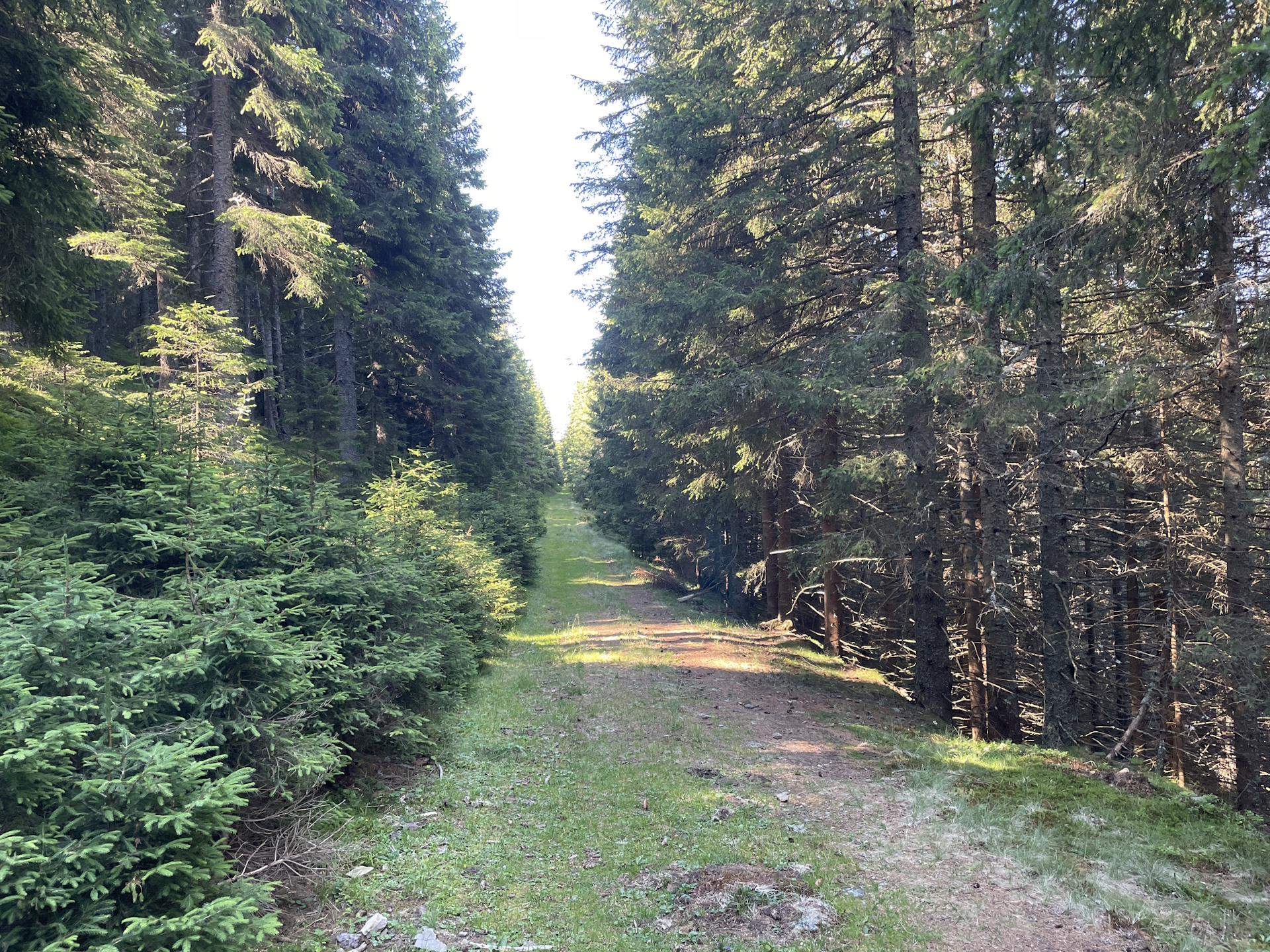 Easy forest road towards <i>Gaberl</i>
