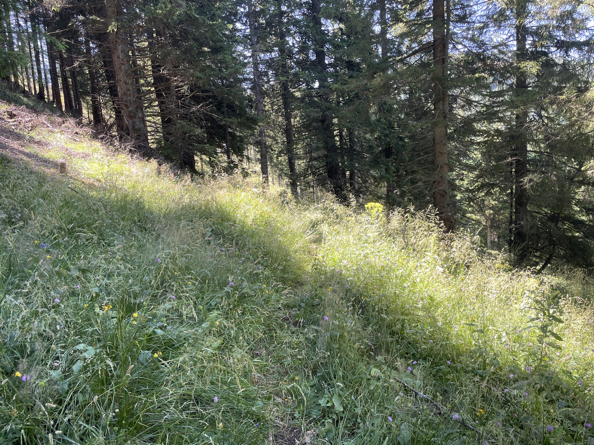 Overgrown trail towards <i>Gaberl</i>