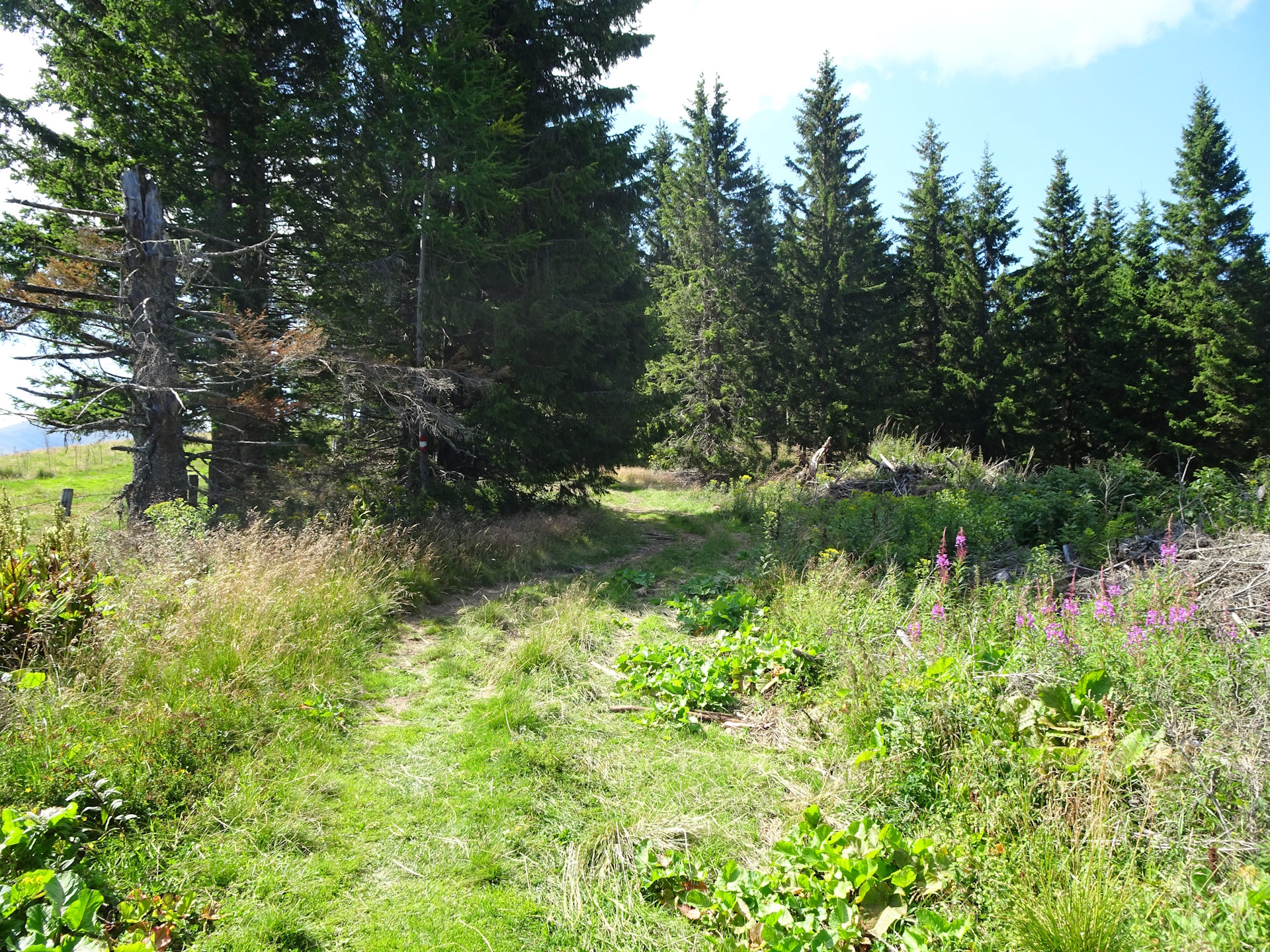 At the crossing: Keep right here and follow the small trail up to <i>Rappoldkogel</i>