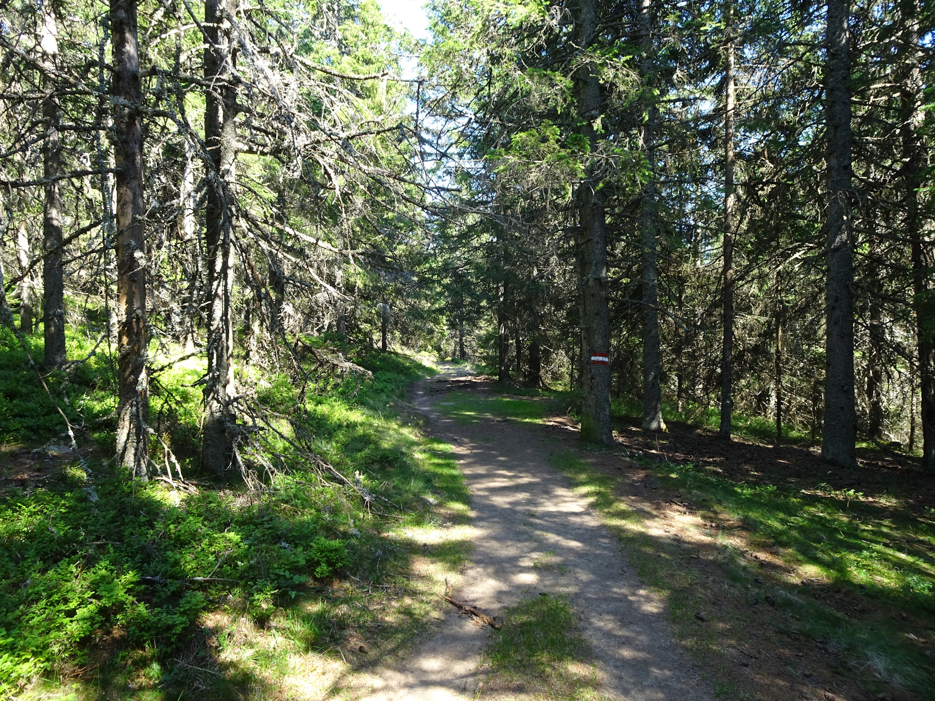 Nice trail through the forest towards <i>Barbarahaus</i>