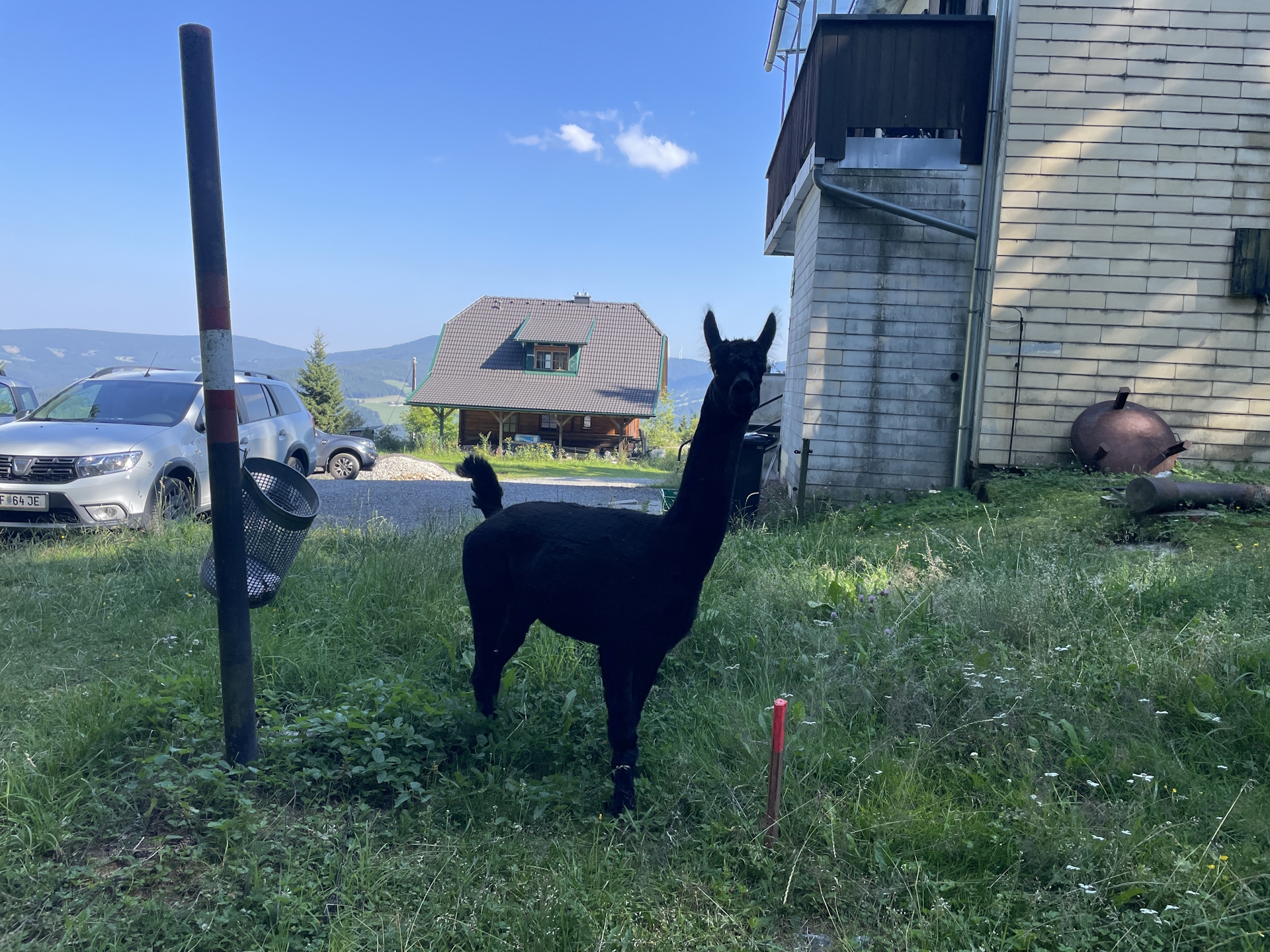 A very curious and warm welcome by <i>Baron</i> at the <i>Barbarahaus</i>