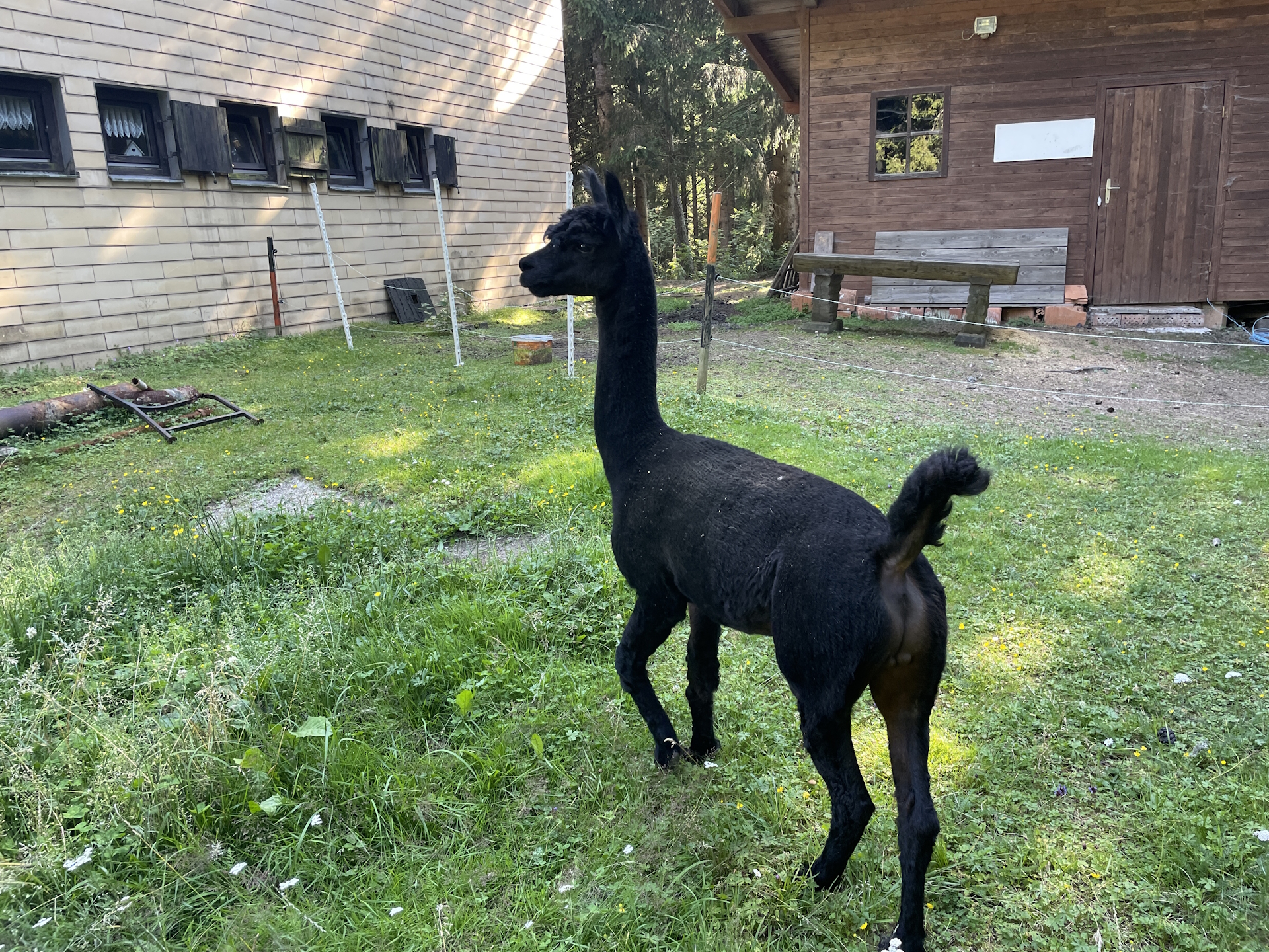 <i>Baron</i> leads the way