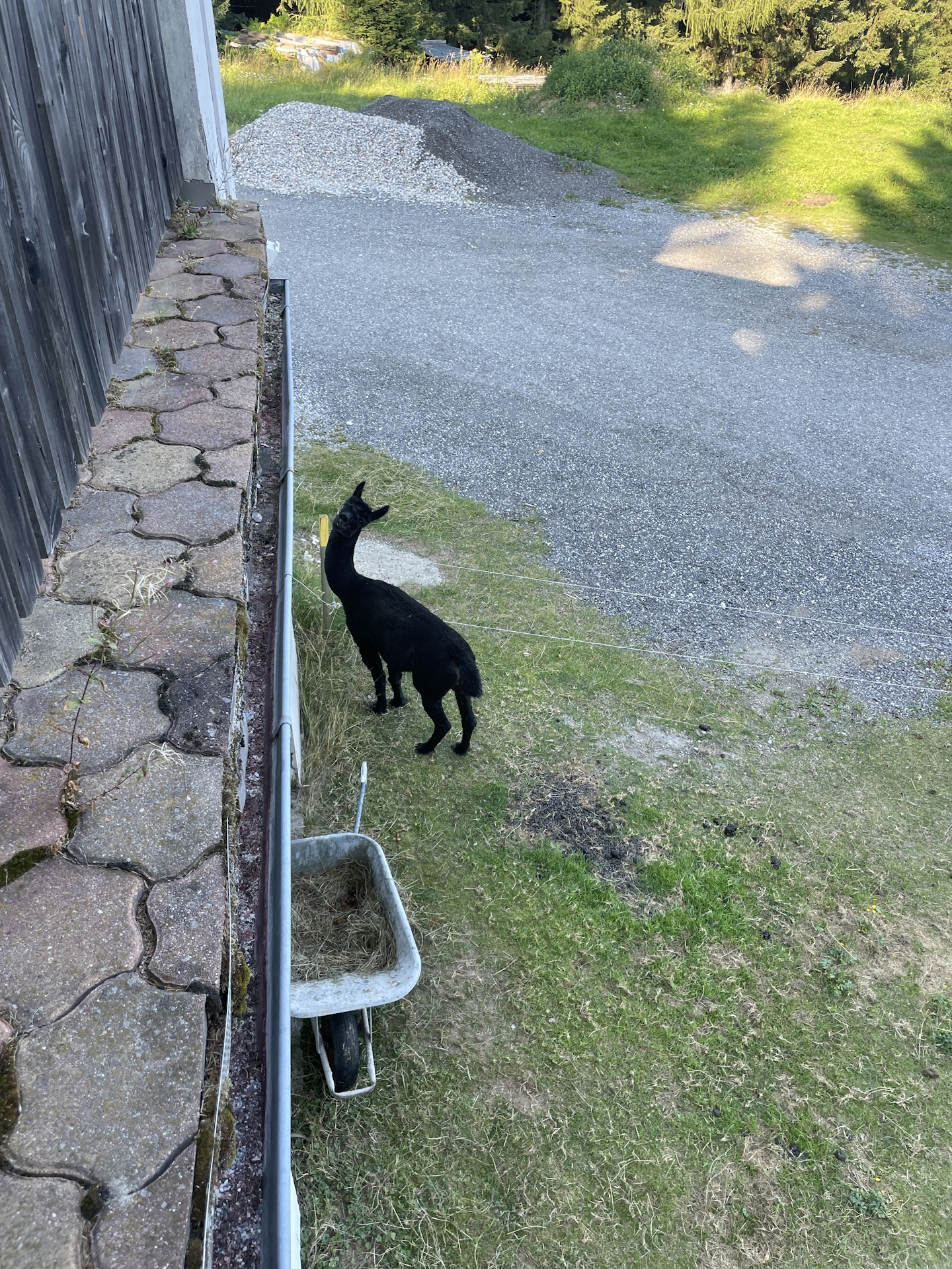 I told you, he is curious!