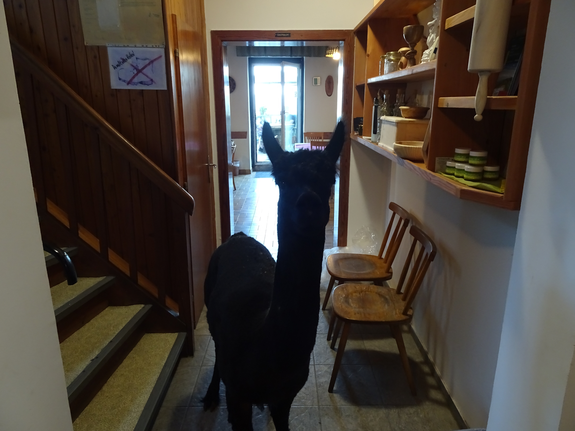 Someone needs love :)