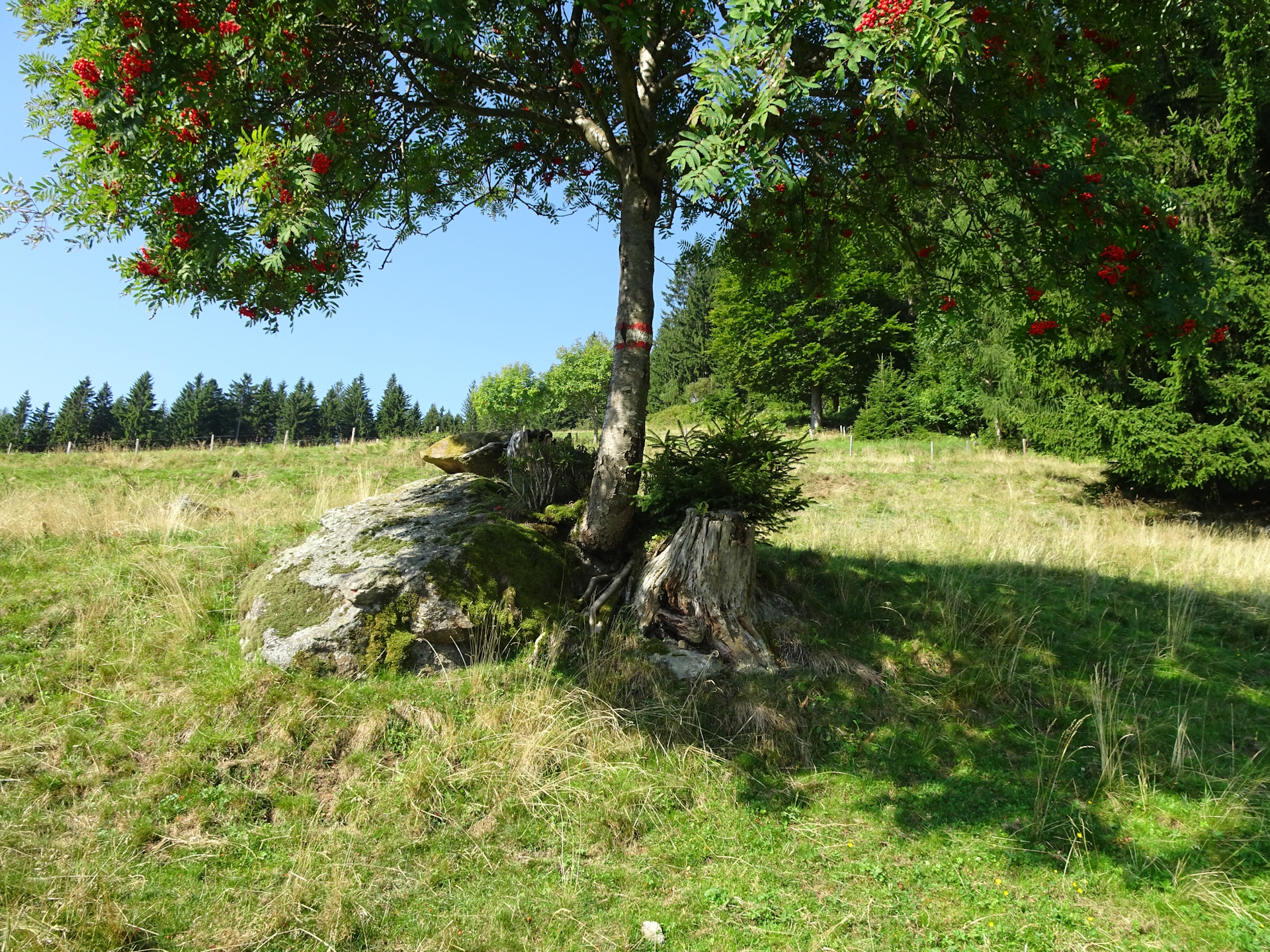 Crossing the scenic meadow on the trail towards <i>Hebalm</i>
