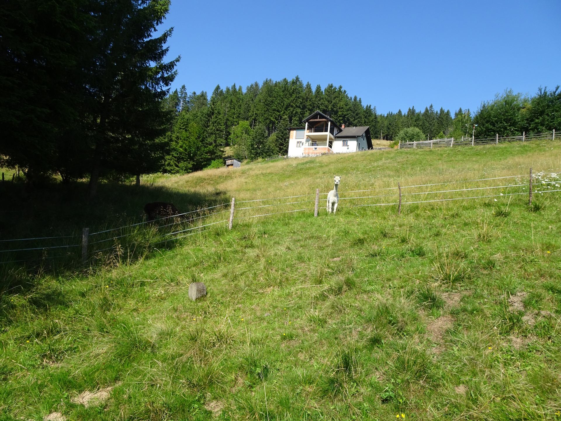 Approaching another Alpaca farm
