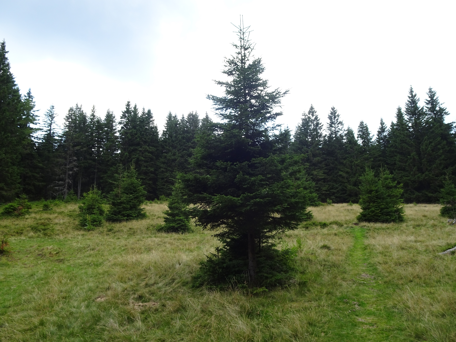 On the trail towards <i>Wildbachsattel</i>