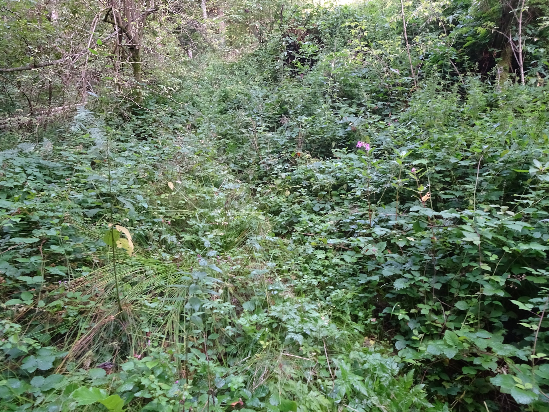 Very overgrown trail to <i>St. Oswald</i>