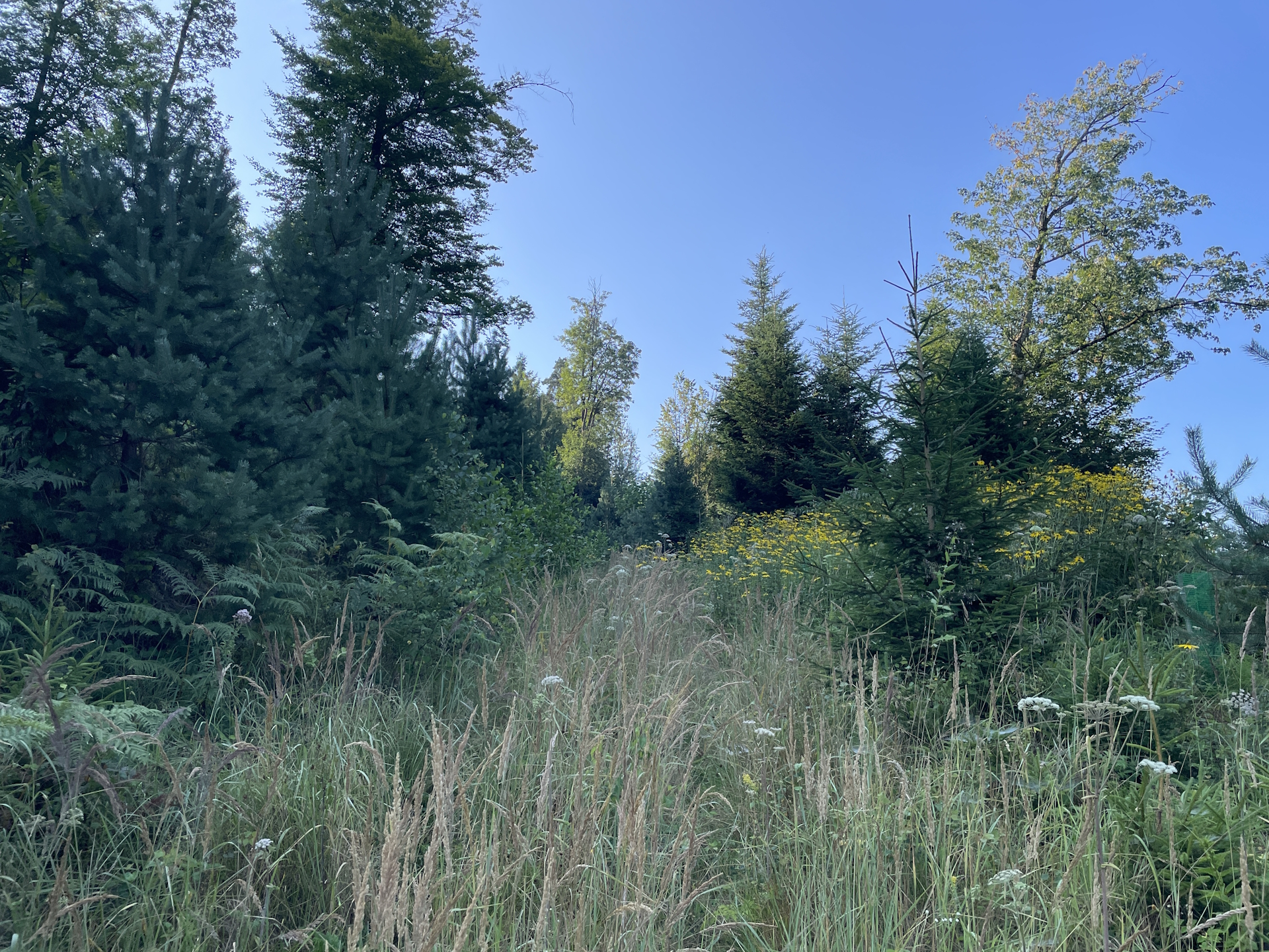 Again, the trail is pretty overgrown