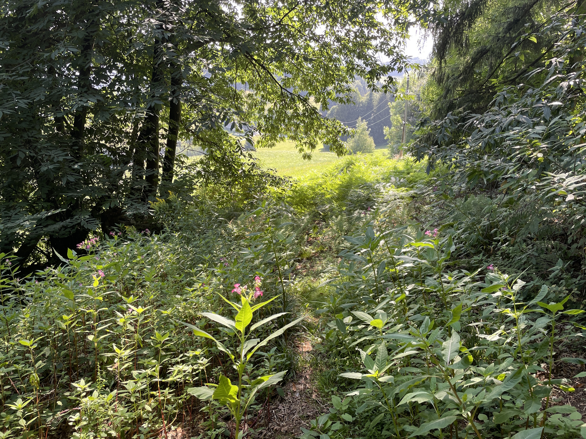 Another totally overgrown trail down to <i>Eibiswald</i>