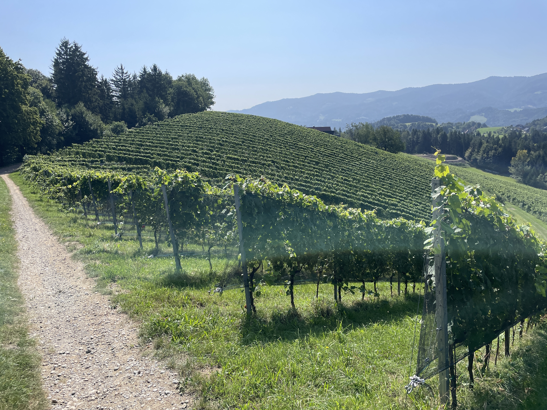 Alongside the vineyards towards <i>Buschenschank Grabner</i>